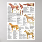 Paarden Anatomie spieren Botten Arteries 18 X 24 Poster (Voorkant)