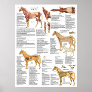 Paarden Anatomie spieren Botten Arteries 18 X 24 Poster