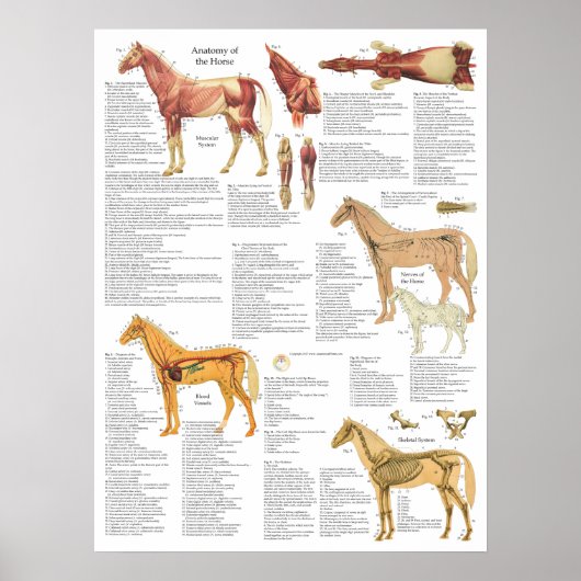 Paarden Anatomie spieren Botten Arteries 18 X 24 Poster (Voorkant)