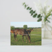 Paarden Ansichtkaart Briefkaart (Staand voorkant)