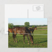 Paarden Ansichtkaart Briefkaart (Voorkant / Achterkant)