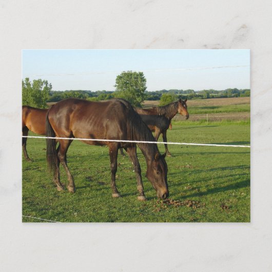 Paarden Ansichtkaart Briefkaart (Voorkant)