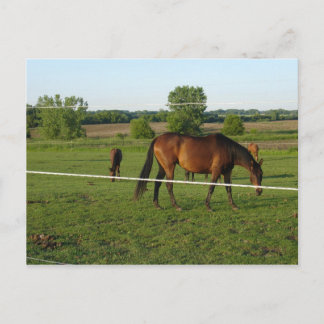 Paarden Ansichtkaart Briefkaart