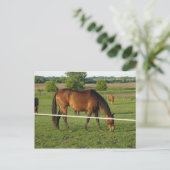 Paarden Ansichtkaart Briefkaart (Staand voorkant)