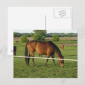 Paarden Ansichtkaart Briefkaart (Voorkant / Achterkant)