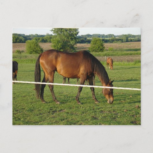 Paarden Ansichtkaart Briefkaart (Voorkant)