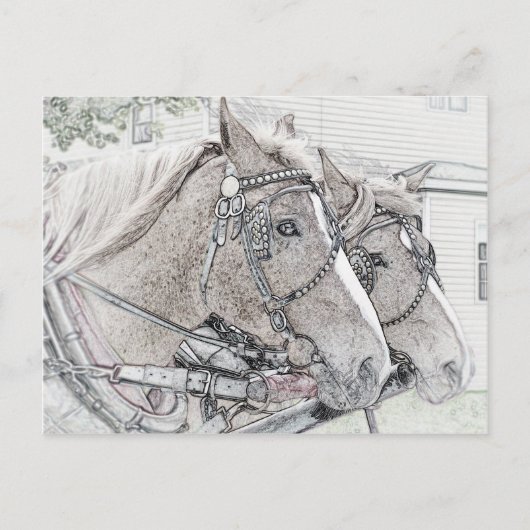 Paarden art. 2010 3 briefkaart (Voorkant)