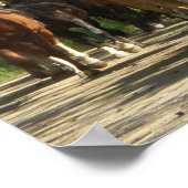 Paarden Aspens New Mexico Poster (Hoek)