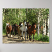 Paarden Aspens New Mexico Poster (Voorkant)