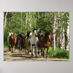 Paarden Aspens New Mexico Poster