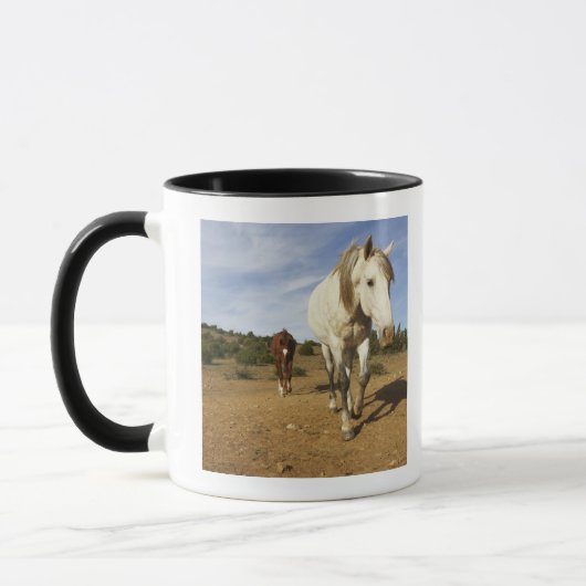 Paarden, aude, Languedoc-Roussillon, Frankrijk Mok (Links)