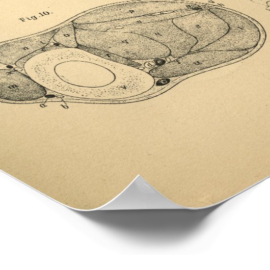 Paarden Beenbeen Botten Spieranatomie 1908  afdruk Poster (Hoek)