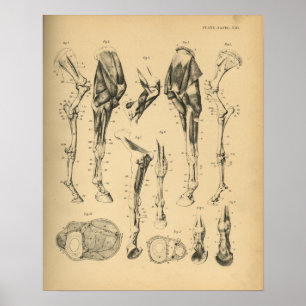Paarden Beenbeen Botten Spieranatomie 1908  afdruk Poster
