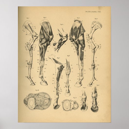Paarden Beenbeen Botten Spieranatomie 1908  afdruk Poster (Voorkant)