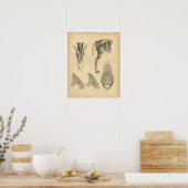 Paarden Beenspier Anatomie 1908  afdrukken Poster (Keuken)