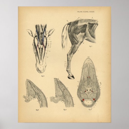 Paarden Beenspier Anatomie 1908  afdrukken Poster (Voorkant)