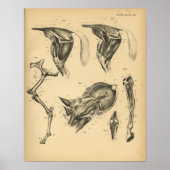 Paarden Beenspier Anatomie 1908  afdrukken Poster (Voorkant)