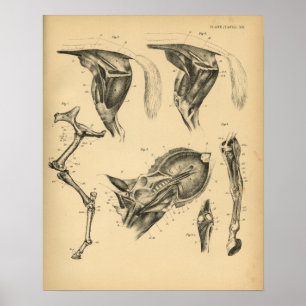 Paarden Beenspier Anatomie 1908  afdrukken Poster