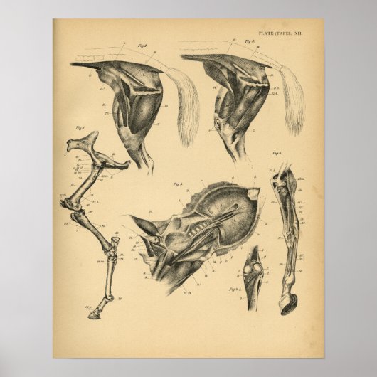 Paarden Beenspier Anatomie 1908  afdrukken Poster (Voorkant)