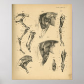 Paarden Beenspieren Anatomie 1908  afdrukken Poster (Voorkant)