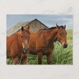 Paarden bekijken in een veld in de Palouse 3 Briefkaart