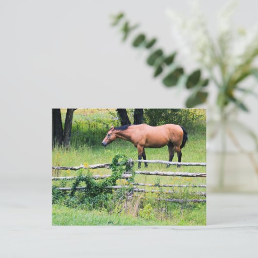 Paarden bij het Briefkaart (Staand voorkant)