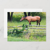 Paarden bij het Briefkaart (Voorkant / Achterkant)