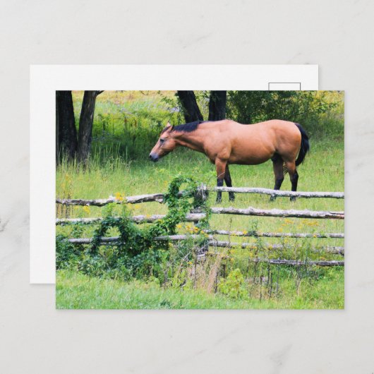 Paarden bij het Briefkaart (Voorkant / Achterkant)