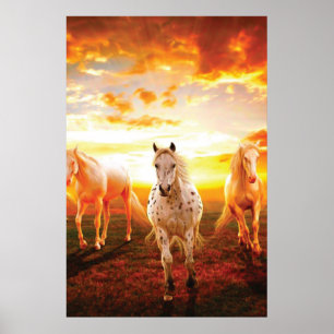 Paarden bij zonsondergang poster