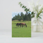 Paarden Briefkaart (Staand voorkant)