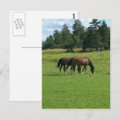 Paarden Briefkaart (Voorkant / Achterkant)