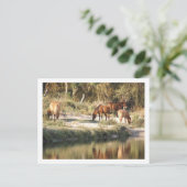 paarden briefkaart (Staand voorkant)