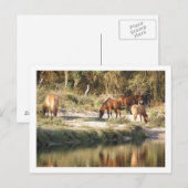 paarden briefkaart (Voorkant / Achterkant)