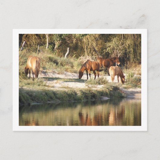 paarden briefkaart (Voorkant)
