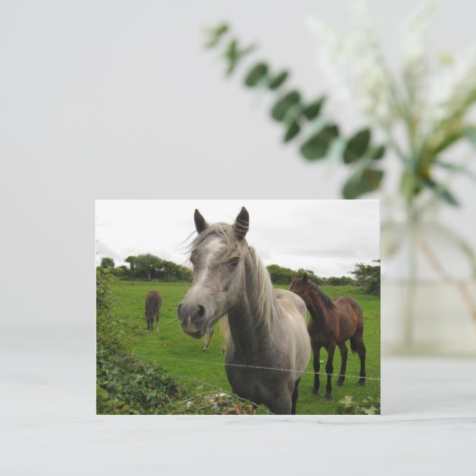 Paarden Briefkaart (Staand voorkant)
