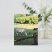 Paarden Briefkaart (Staand voorkant)