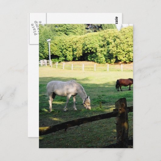 Paarden Briefkaart (Voorkant / Achterkant)
