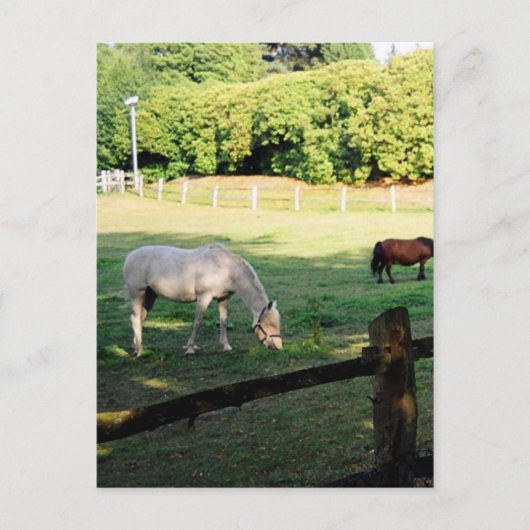 Paarden Briefkaart (Voorkant)