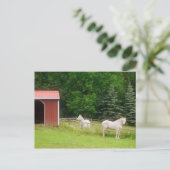 Paarden Briefkaart (Staand voorkant)