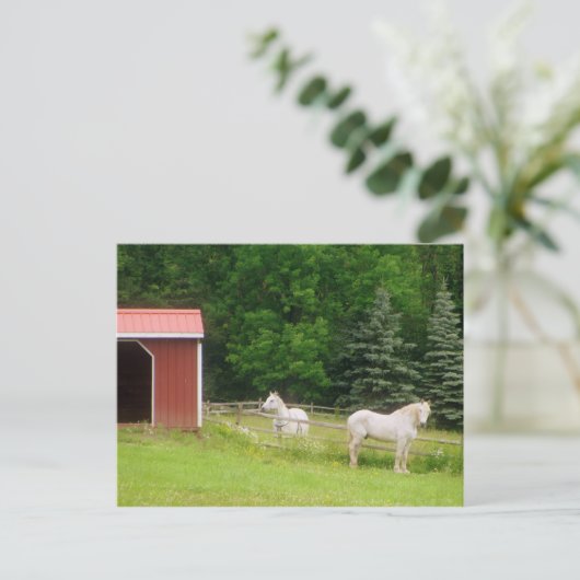 Paarden Briefkaart (Staand voorkant)