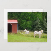 Paarden Briefkaart (Voorkant / Achterkant)
