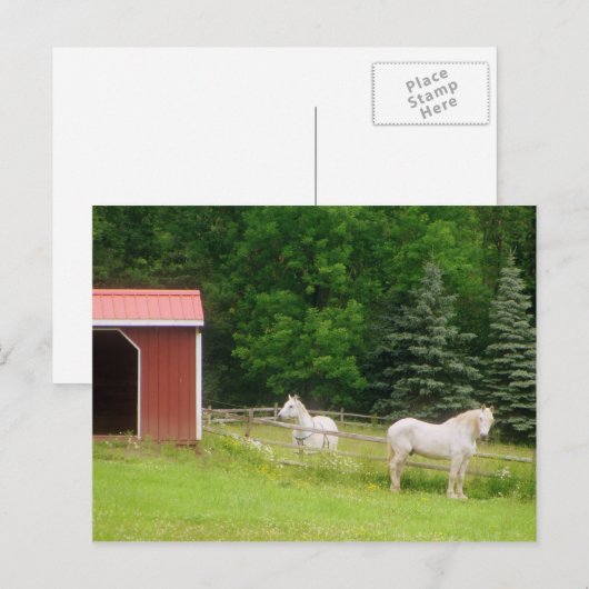 Paarden Briefkaart (Voorkant / Achterkant)