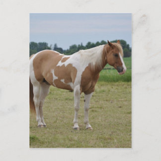 Paarden Briefkaart