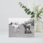 Paarden Briefkaart (Staand voorkant)