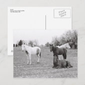 Paarden Briefkaart (Voorkant / Achterkant)
