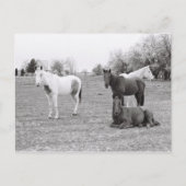 Paarden Briefkaart (Voorkant)