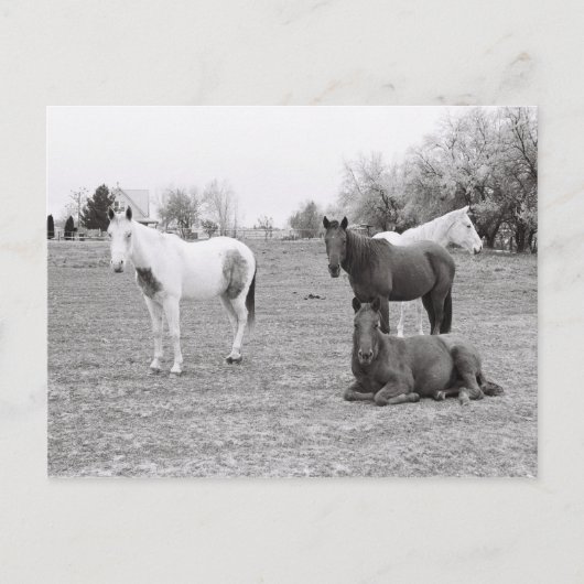 Paarden Briefkaart (Voorkant)