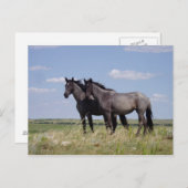 Paarden Briefkaart (Voorkant / Achterkant)
