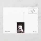 Paarden Briefkaart (Achterkant)