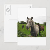 Paarden Briefkaart (Voorkant / Achterkant)